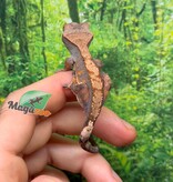 Magazoo Baby Harlequin Dalmatian Crested gecko #2
