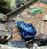 Magazoo Juvenile Blue poison Dart frog  'Azureus'