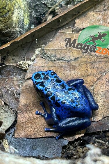 Magazoo Dendrobates bleue  tinctorius ''Azureus / Blue poison Dart frog