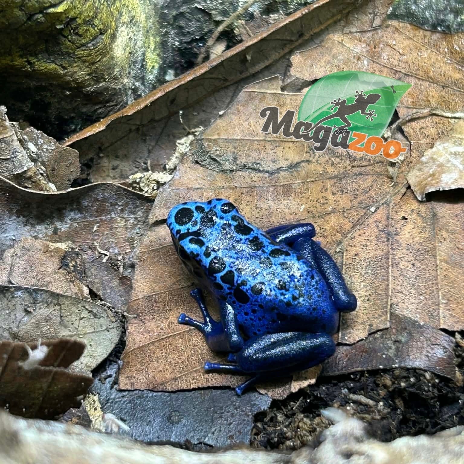 Magazoo Dendrobates bleue  tinctorius ''Azureus / Blue poison Dart frog