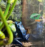 Magazoo Juvenile Blue poison Dart frog  'Azureus'