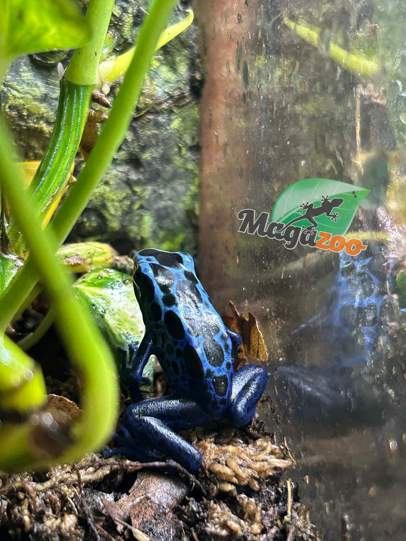 Magazoo Dendrobates bleue  tinctorius ''Azureus / Blue poison Dart frog
