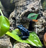 Magazoo Juvenile Blue poison Dart frog  'Azureus'