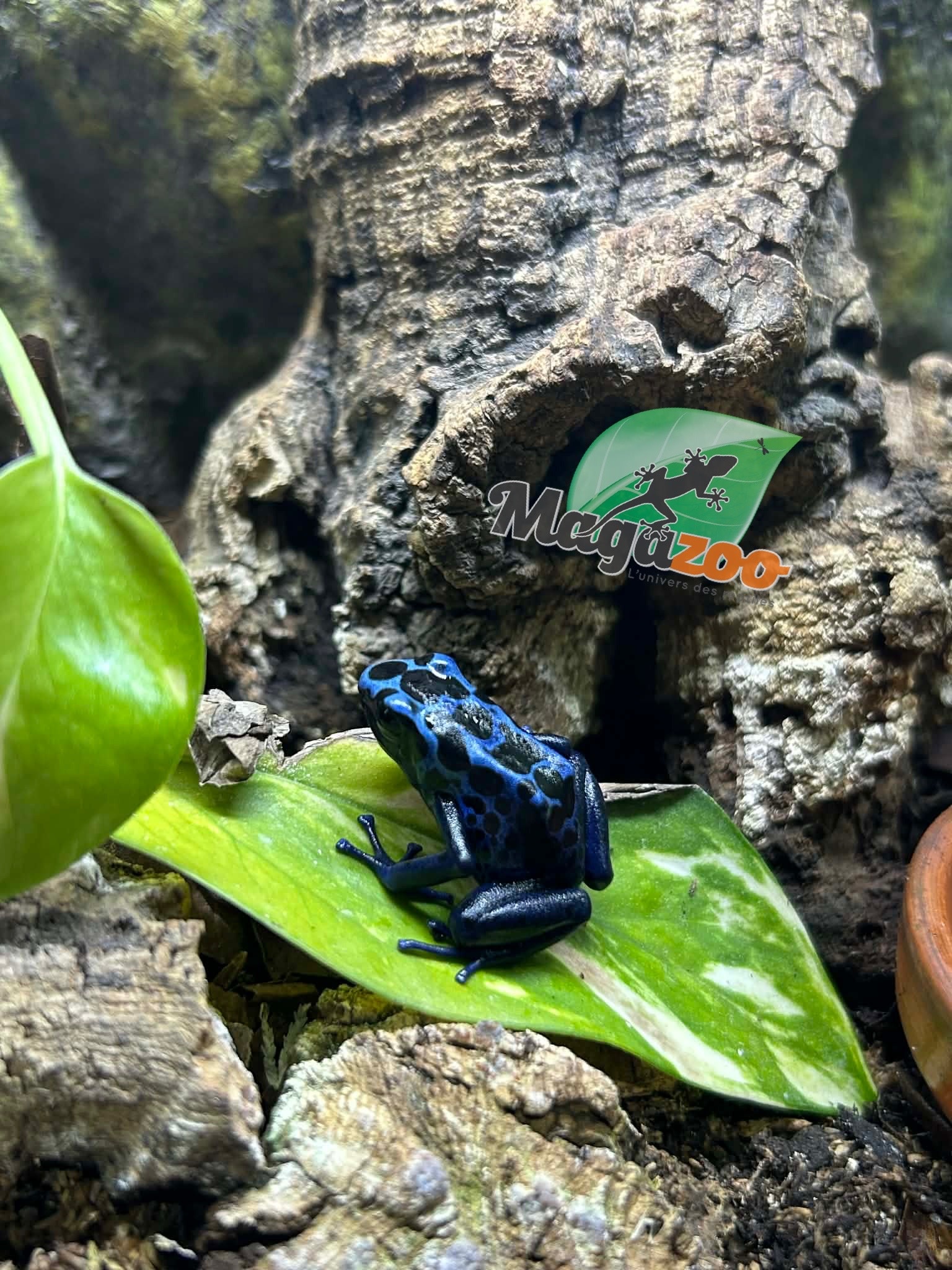 Magazoo Juvenile Blue poison Dart frog  'Azureus'