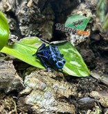 Magazoo Juvenile Blue poison Dart frog  'Azureus'