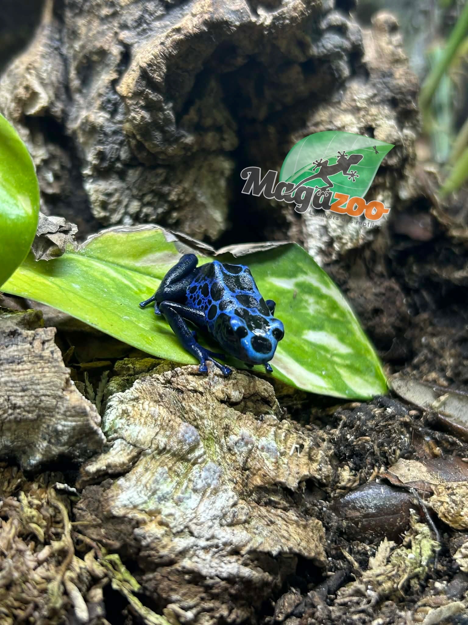 Magazoo Juvenile Blue poison Dart frog  'Azureus'