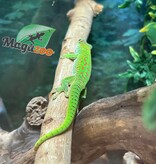 Magazoo Gecko diurne géant de Madagascar Mâle juvénile (Né en captivité)