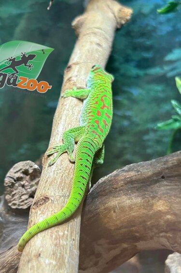 Magazoo Gecko diurne géant de Madagascar Mâle juvénile (Né en captivité)