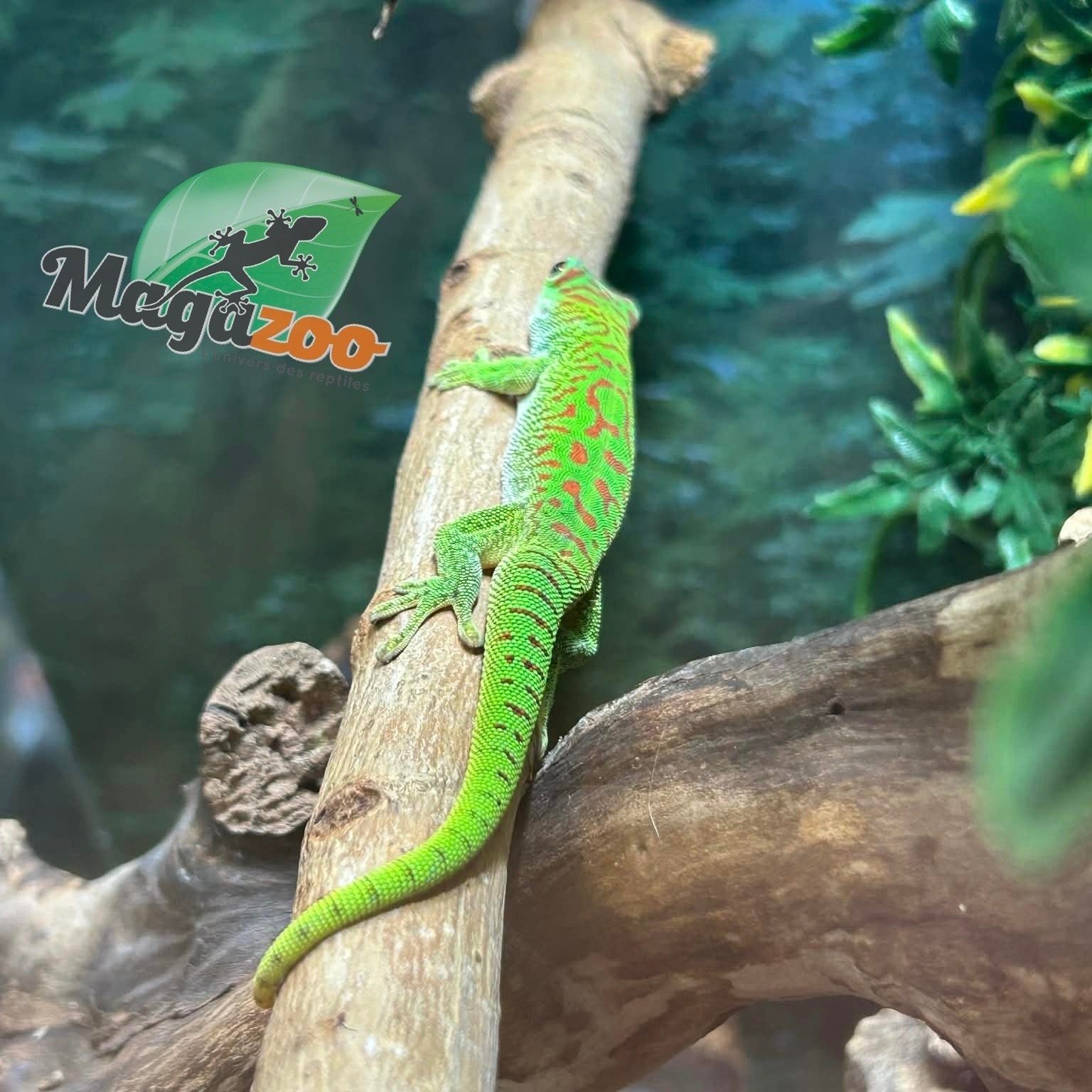 Magazoo Madagascar giant day gecko
