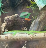 Magazoo Gecko diurne géant de Madagascar Mâle juvénile (Né en captivité)