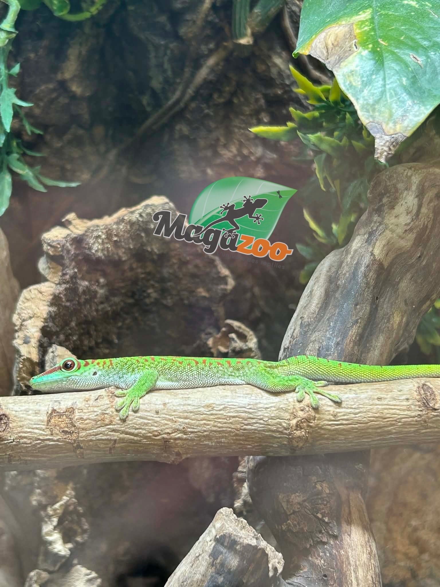 Magazoo Madagascar giant day gecko