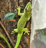 Magazoo Gecko diurne géant de Madagascar Mâle juvénile (Né en captivité)