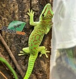 Magazoo Madagascar giant day gecko