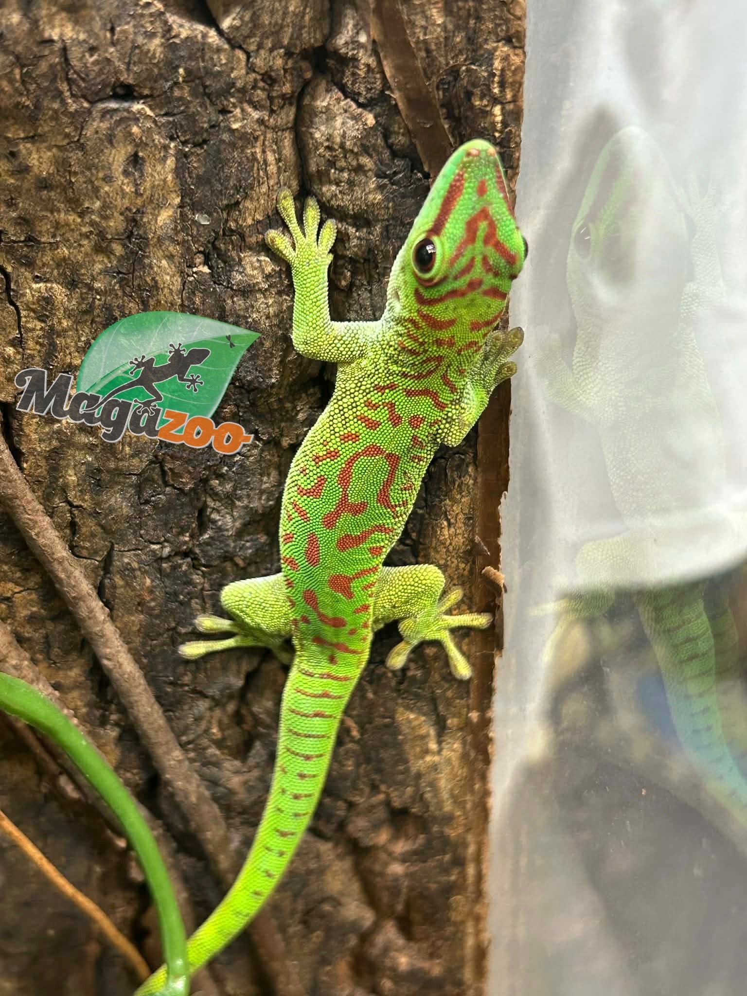 Magazoo Gecko diurne géant de Madagascar Mâle juvénile (Né en captivité)
