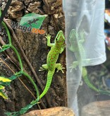 Magazoo Gecko diurne géant de Madagascar Mâle juvénile (Né en captivité)
