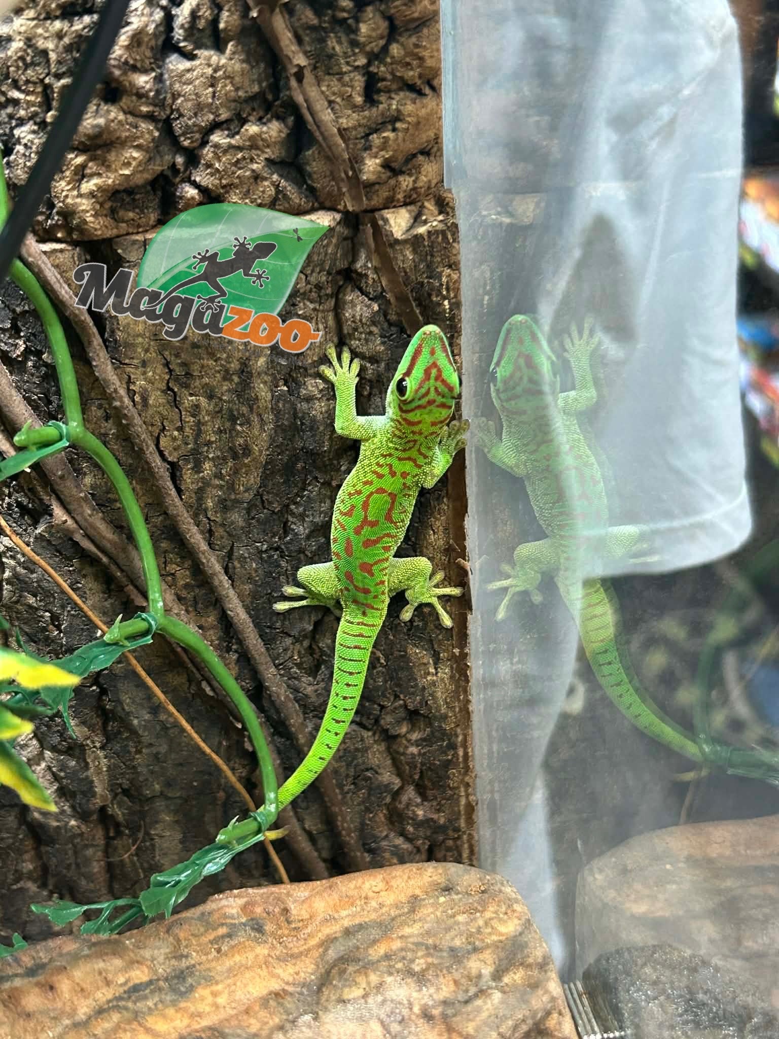 Magazoo Madagascar giant day gecko
