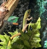 Magazoo Gecko Diurne poussière d'or Mâle Juvénile  /Gold dust day gecko