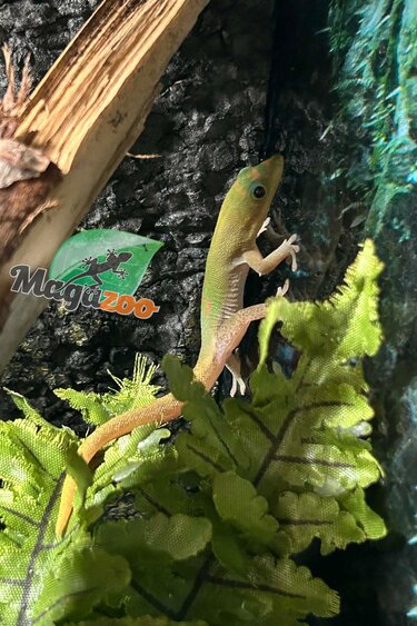 Magazoo Gecko Diurne poussière d'or Mâle Juvénile  /Gold dust day gecko