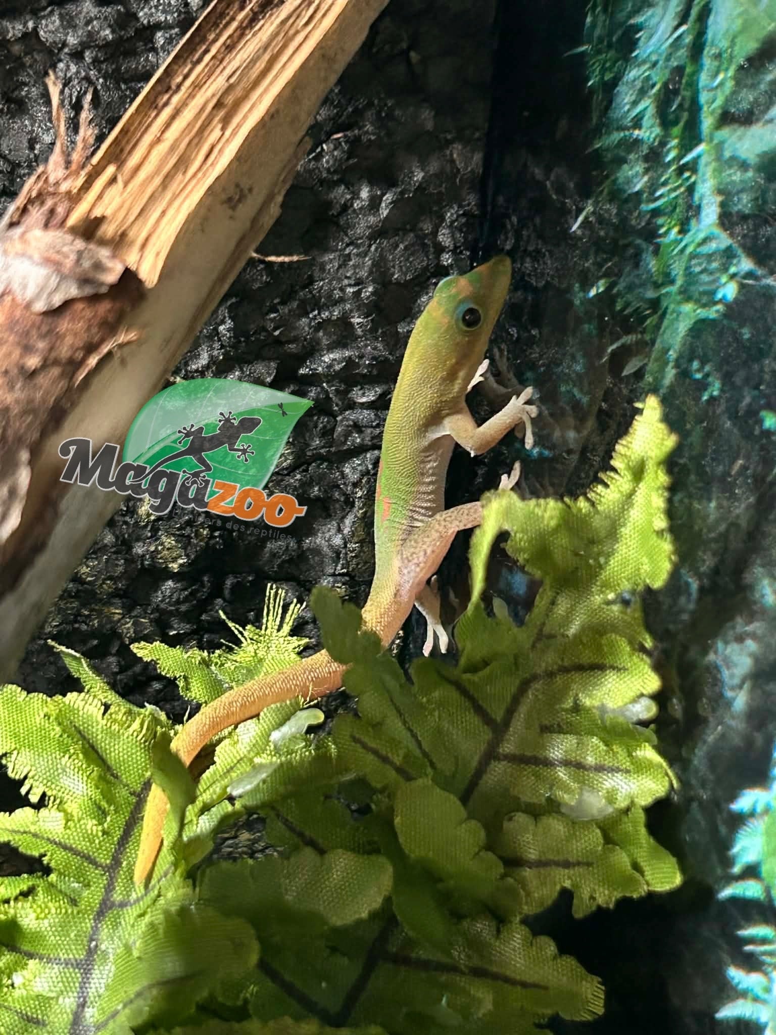 Magazoo Gold dust day gecko