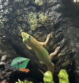Magazoo Gold dust day gecko