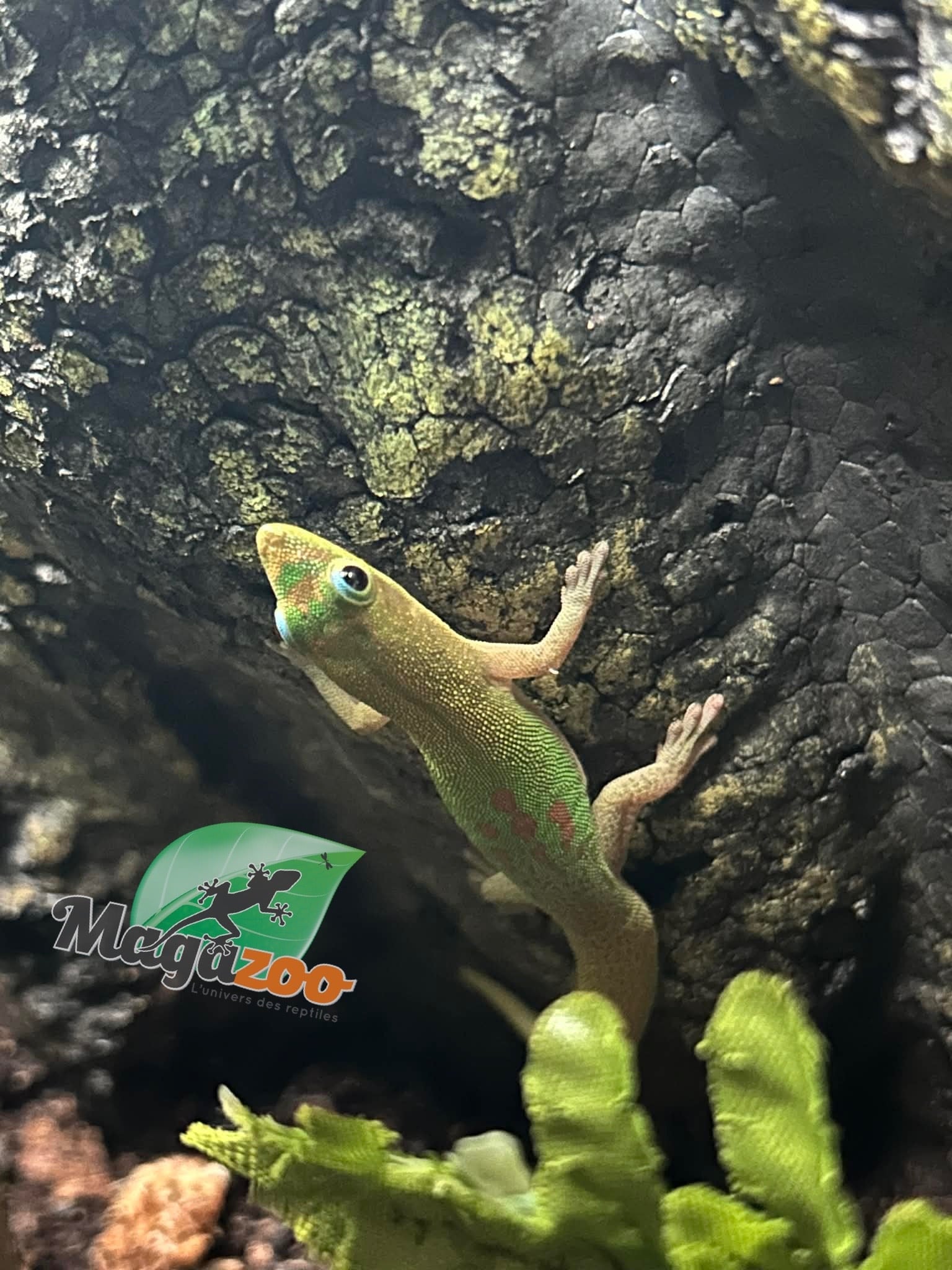 Magazoo Gold dust day gecko