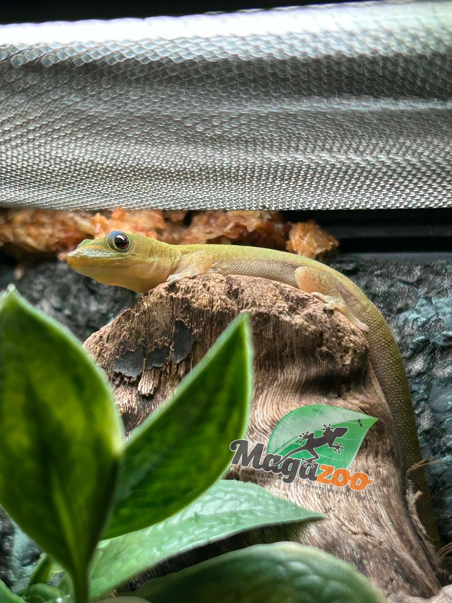 Magazoo Gold dust day gecko