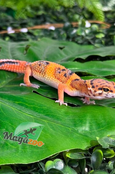 Magazoo Gecko léopard Tangerine Bold femelle 09/04/26
