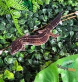 Magazoo Gecko léopard Black Pearl femelle 20/12/25