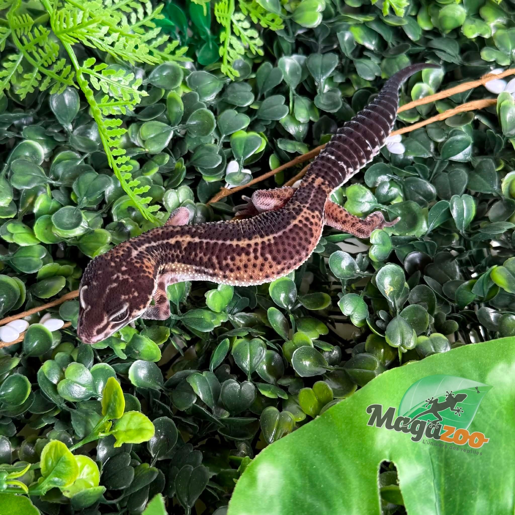 Magazoo Female Black Pearl Leopard gecko 12/20/25
