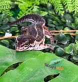 Magazoo Gecko léopard Black Pearl femelle 20/12/25