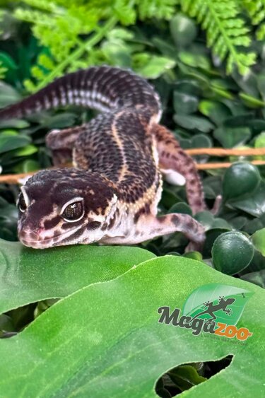 Magazoo Gecko léopard Black Pearl femelle 20/12/25
