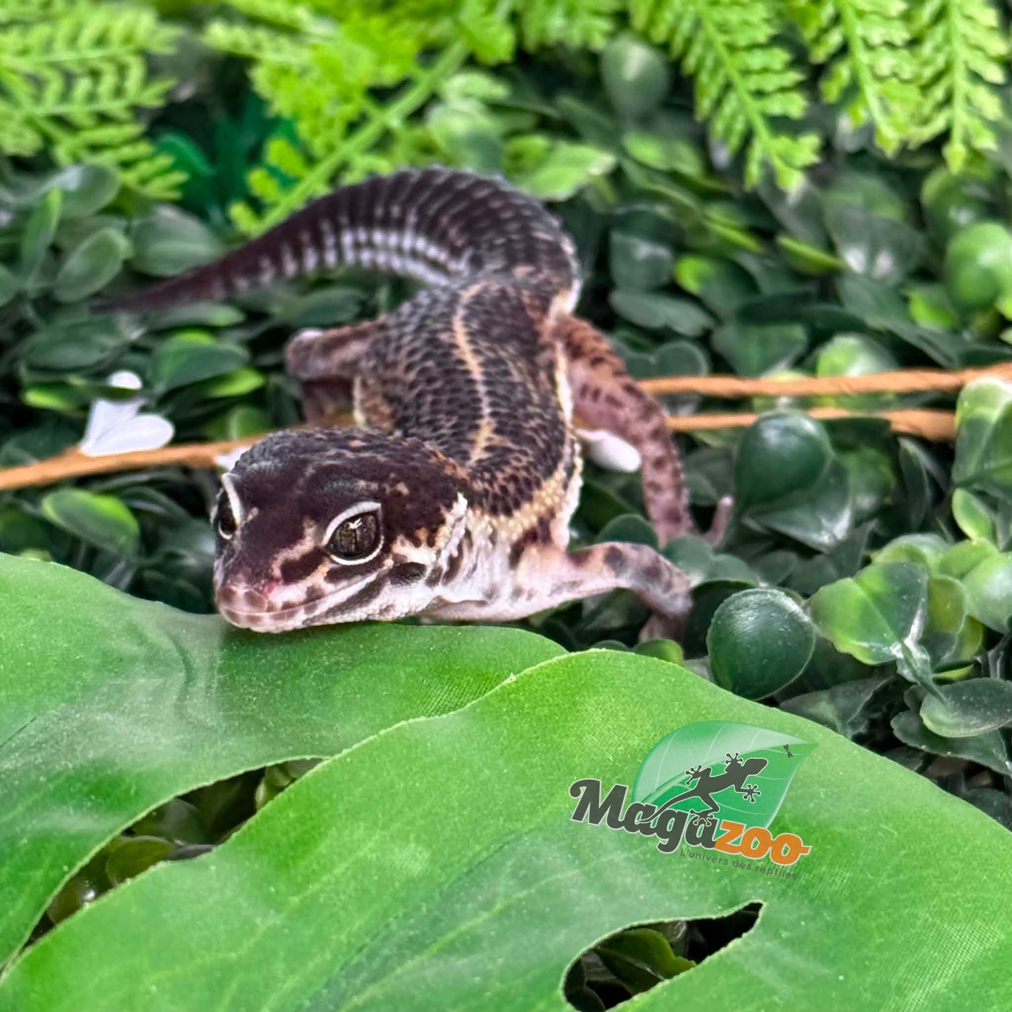 Magazoo Gecko léopard Black Pearl femelle 20/12/25