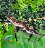 Magazoo Gecko léopard Black Pearl femelle 20/12/25