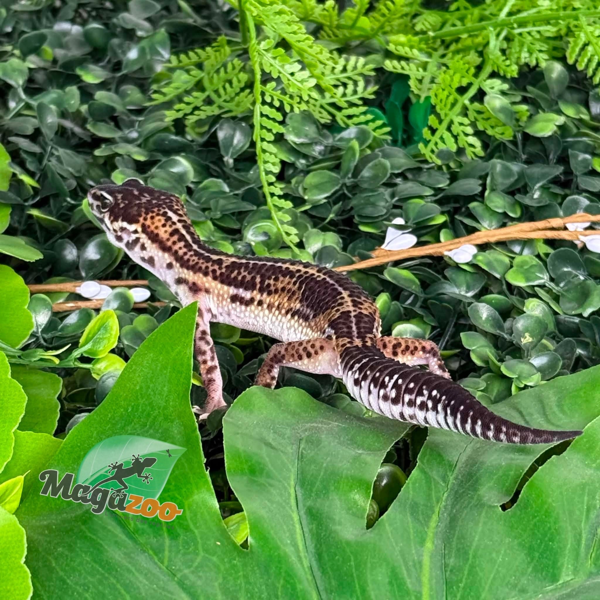 Magazoo Gecko léopard Black Pearl femelle 20/12/25
