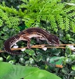 Magazoo Gecko léopard Black Pearl femelle 20/12/25