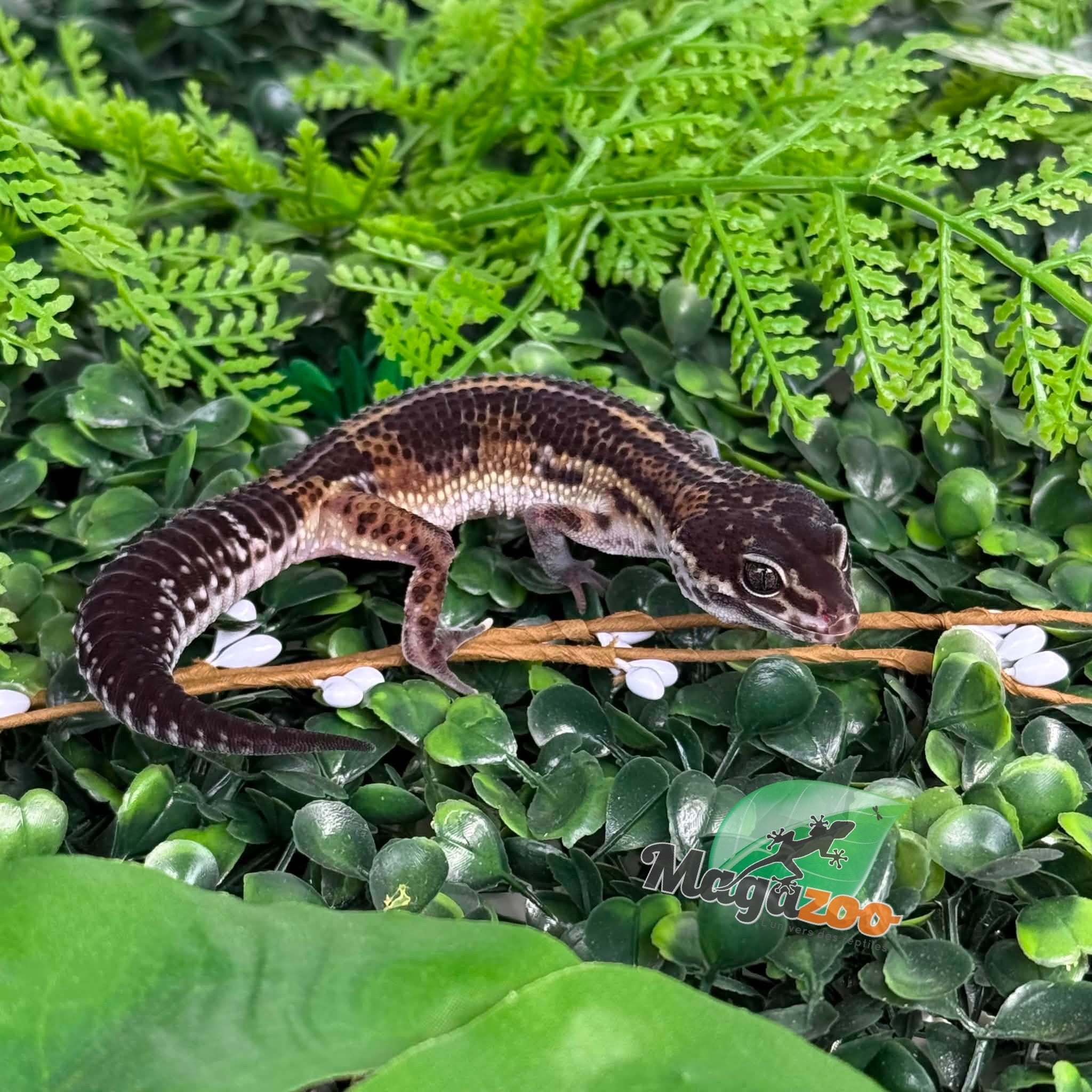 Magazoo Gecko léopard Black Pearl femelle 20/12/25
