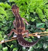 Magazoo Female Black Pearl Leopard gecko 12/20/25