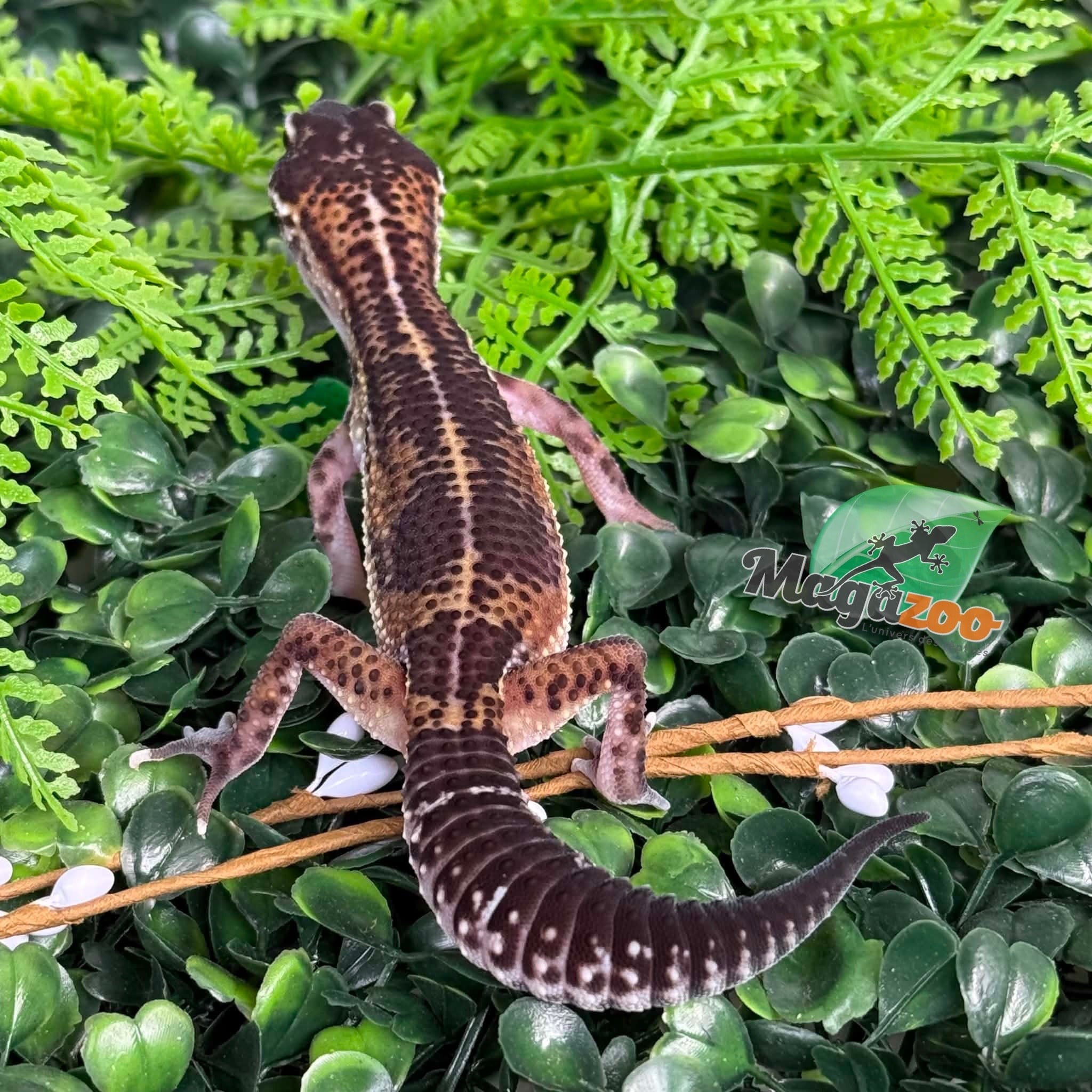 Magazoo Female Black Pearl Leopard gecko 12/20/25