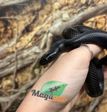 Magazoo Serpent roi noir du Mexique (2025) Femelle