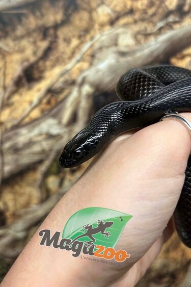 Magazoo Female Mexican black king snake (2025)