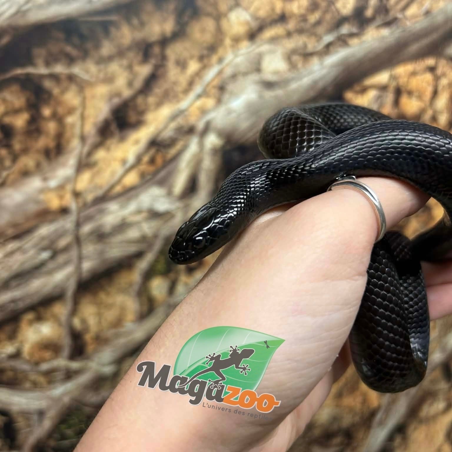Magazoo Serpent roi noir du Mexique (2025) Femelle