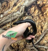 Magazoo Female Mexican black king snake (2025)