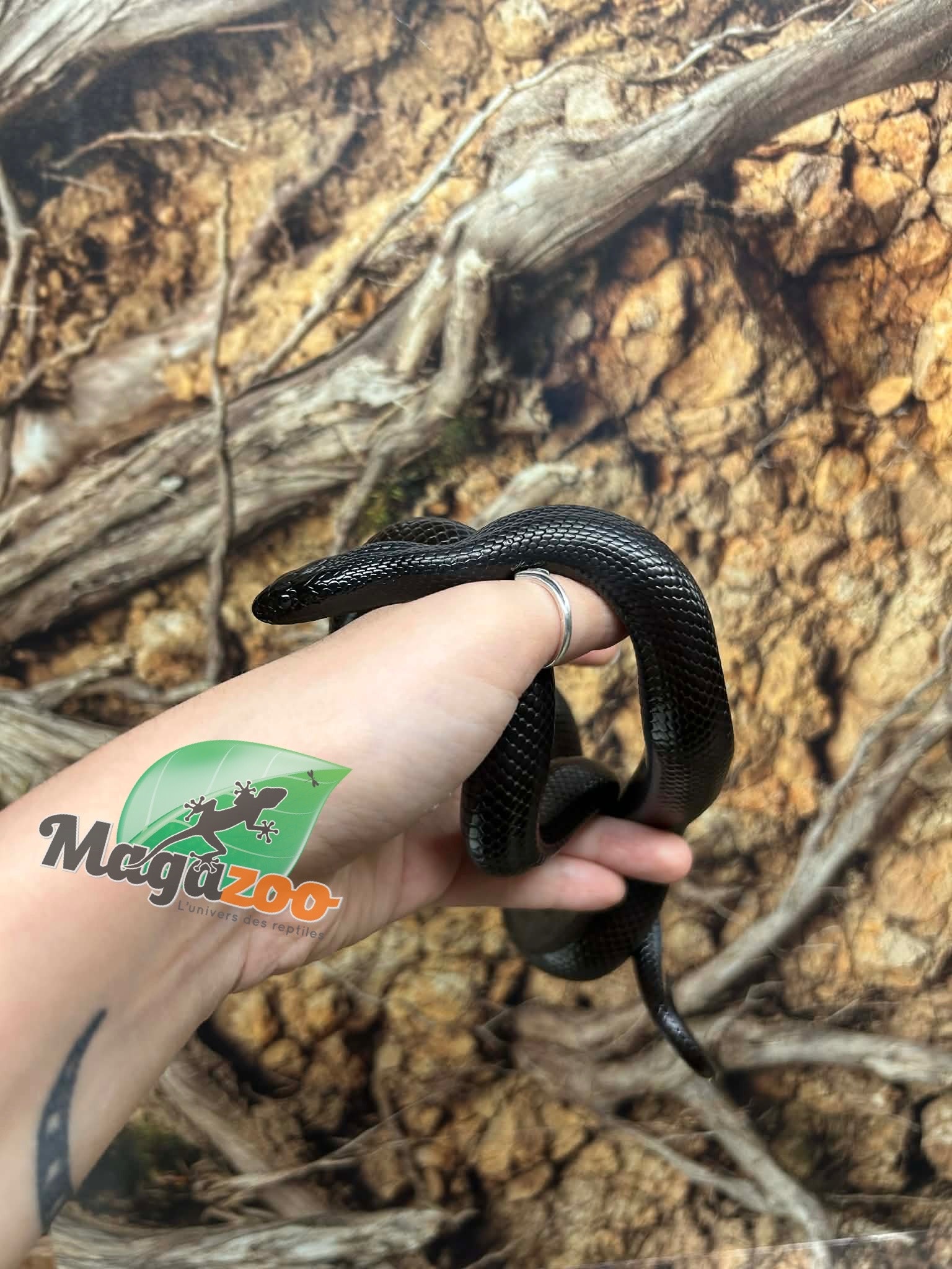 Magazoo Female Mexican black king snake (2025)