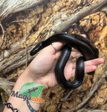 Magazoo Serpent roi noir du Mexique (2025) Femelle