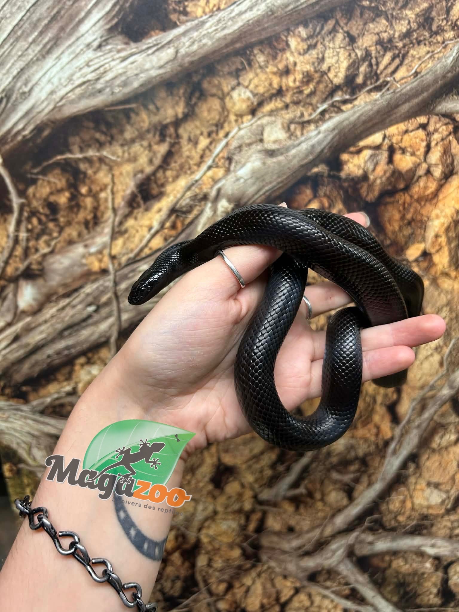 Magazoo Female Mexican black king snake (2025)