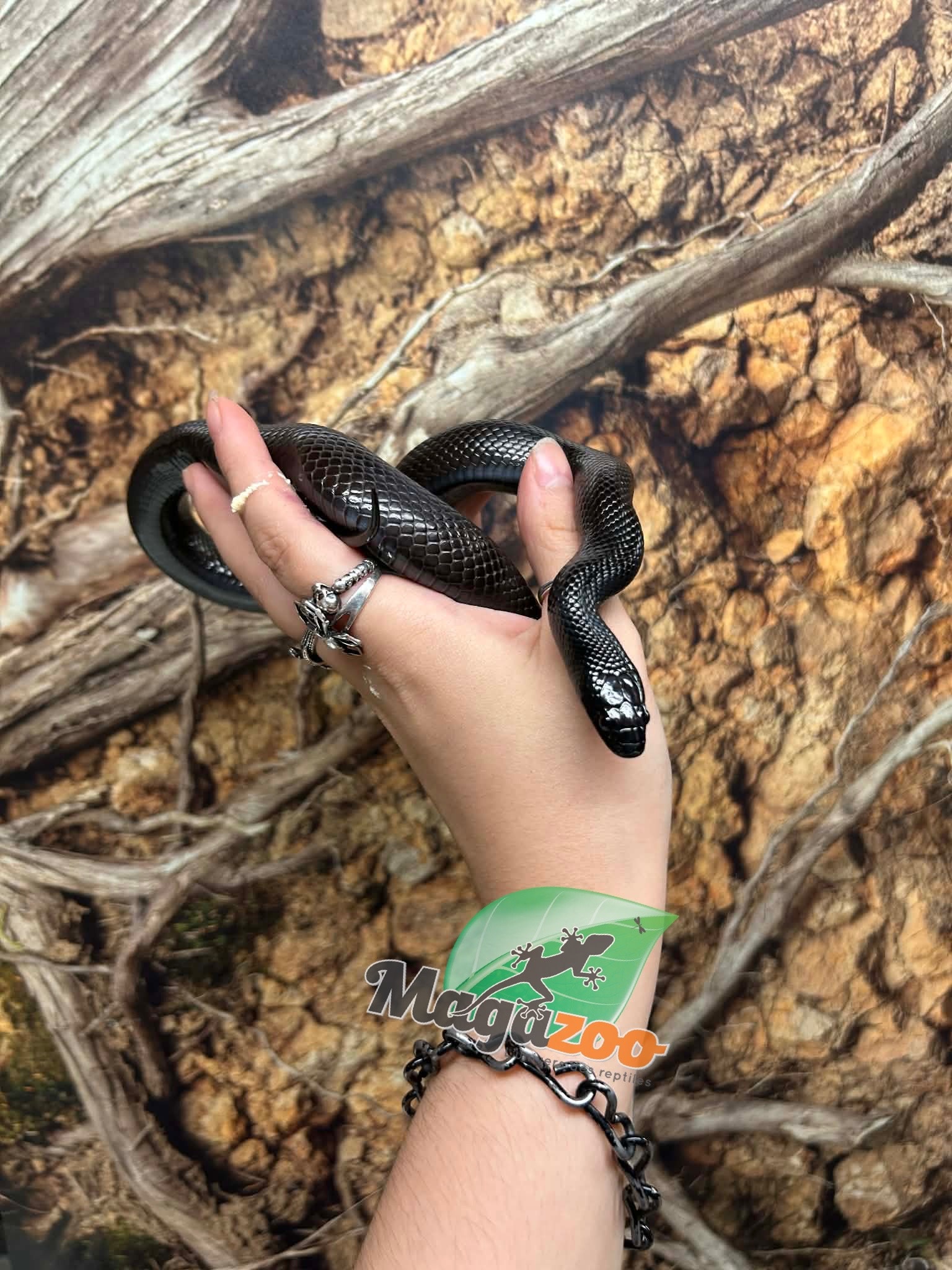 Magazoo Female Mexican black king snake (2025)