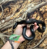 Magazoo Female Mexican black king snake (2025)