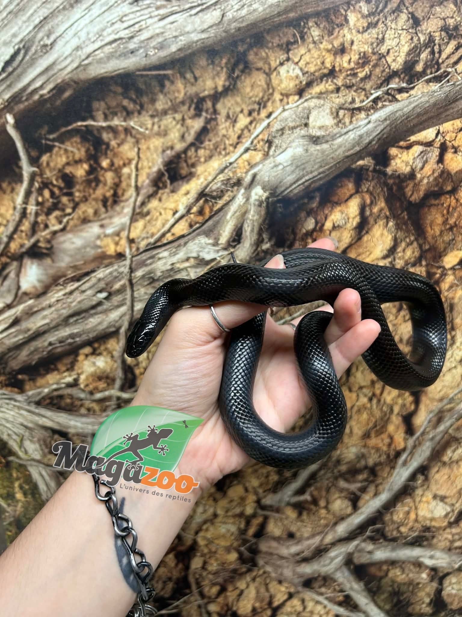 Magazoo Serpent roi noir du Mexique (2025) Femelle