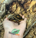 Magazoo Tortue charbonnière ''Cherry head'' (Bébé) #2