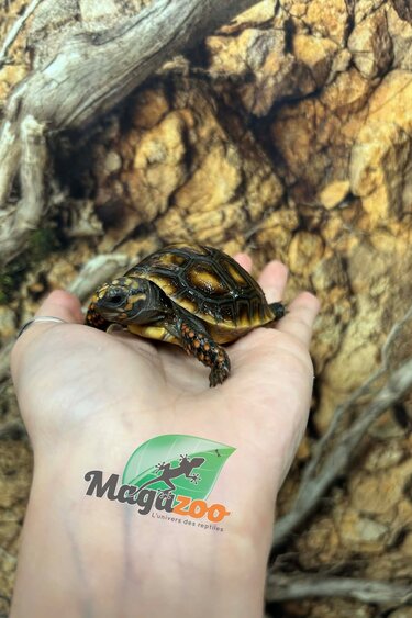 Magazoo Tortue charbonnière ''Cherry head'' (Bébé) #2